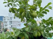 Tiêu dùng - Loại quả "tốt nhất thế giới" được trồng bạt ngàn ở Việt Nam, chỉ 8 tháng cho thu hoạch, thành đặc sản từ 10.000 đồng/kg