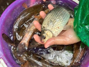 Sức khỏe - Loài cá ở quê được ví như "thuốc bổ" nhưng ít người mua ăn, giá chỉ từ 30.000 đồng/kg, tốt cho sức khoẻ