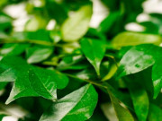 Sức khỏe - Loại lá xưa rụng đầy không ai ngó ngàng, nay được chuộng vì hương vị lạ giá 70.000 đồng/kg, tốt cho sức khoẻ