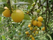 Tiêu dùng - Loại quả xưa chín rụng chỉ dành cho "người nghèo", nay thành đặc sản nổi tiếng được ưa chuộng, 100.000 đồng/kg