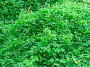 Tin tức - Nghề lạ ở Việt Nam: Cây dại ở bờ rào mang về trồng chỉ 45 ngày thu hoạch, hái bán cả quả lẫn lá, thành đặc sản lạ