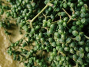 Tiêu dùng - Loại quả xưa chín rụng đầy không ai ngó ngàng, nay thành đặc sản người thành phố ưa chuộng vì có hương vị lạ, 300.000 đồng/kg