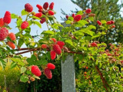 Sức khỏe - Loại quả "tốt nhất thế giới" được trồng bạt ngàn ở Việt Nam, thành đặc sản chỉ từ 70.000 đồng/kg, tốt cho sức khỏe