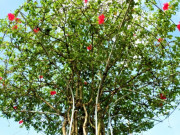 Cây dại ở bờ rào nở hoa quanh năm lên chậu thành bonsai, mang lại phước lành và may mắn, có cây giá 300 triệu đồng