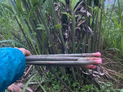 Tiêu dùng - Cây dại mọc bờ bụi xưa dành cho "người nghèo", nay thành đặc sản có hương vị đặc biệt được ưa chuộng, 70.000 đồng/kg