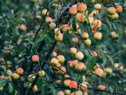 Sức khỏe - Loại quả xưa không ai ngó ngàng, nay lên đời thành đặc sản được ưa chuộng giá 120.000 đồng/kg, tốt cho sức khoẻ