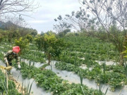 Sức khỏe - Loại quả "tốt nhất thế giới" Việt Nam trồng bạt ngàn, thành đặc sản nổi tiếng được ưa chuộng, tốt cho sức khỏe