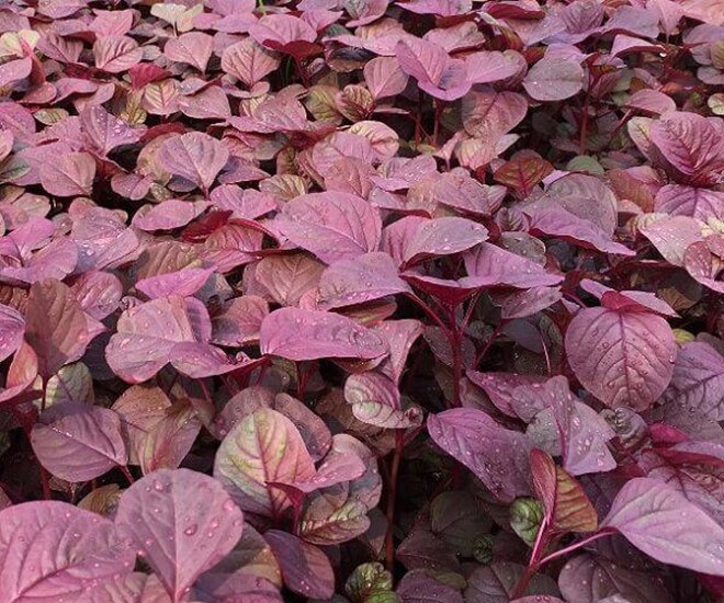 Món nhà nghèo xưa ăn đến chán ngán, nay thành đặc sản có hương vị lạ người thành phố ưa chuộng, tốt cho sức khỏe - 1