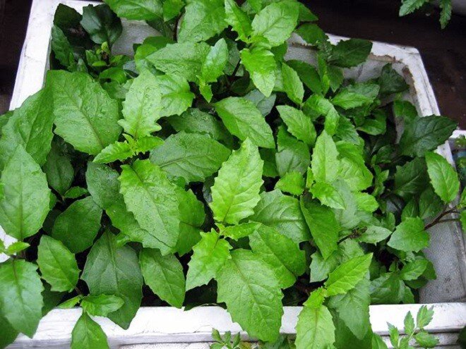 Món nhà nghèo xưa ăn đến chán ngán, nay thành đặc sản được ưa chuộng vì có hương vị lạ, tốt cho sức khỏe - 4