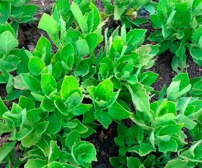 Món nhà nghèo xưa ăn đến chán ngán, nay thành đặc sản được ưa chuộng vì có hương vị lạ, tốt cho sức khỏe - 1