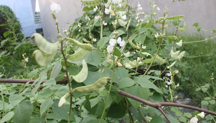 Món xưa người nghèo ăn đến chán ngán, nay thành đặc sản có hương vị lạ ở thành phố giá 100.000 đồng/kg, tốt cho sức khỏe - 4