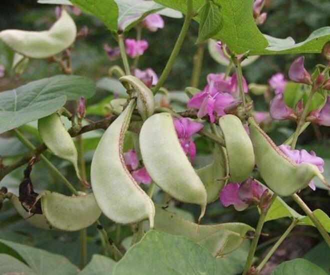 Món xưa người nghèo ăn đến chán ngán, nay thành đặc sản có hương vị lạ ở thành phố giá 100.000 đồng/kg, tốt cho sức khỏe - 1