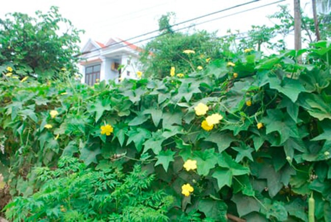 Món xưa nhà nghèo mới ăn, nay thành đặc sản làm đủ món ngon được ưa chuộng, tốt cho sức khỏe - 4