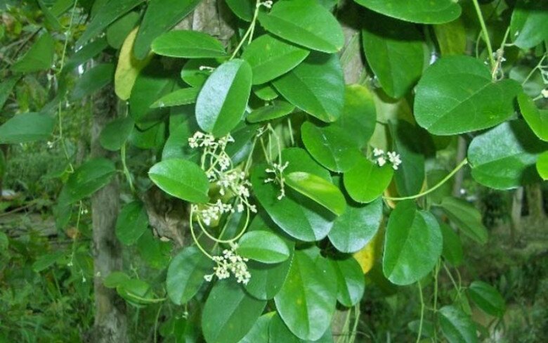 Nghề lạ ở Việt Nam: Cây dại leo bờ rào dân đem về trồng 5 tháng là thu hoạch, hái lá đếm tiền quanh năm, thành đặc sản lạ - 5