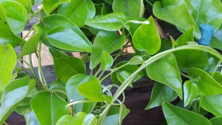 Nghề lạ ở Việt Nam: Cây dại leo bờ rào dân đem về trồng 5 tháng là thu hoạch, hái lá đếm tiền quanh năm, thành đặc sản lạ - 3