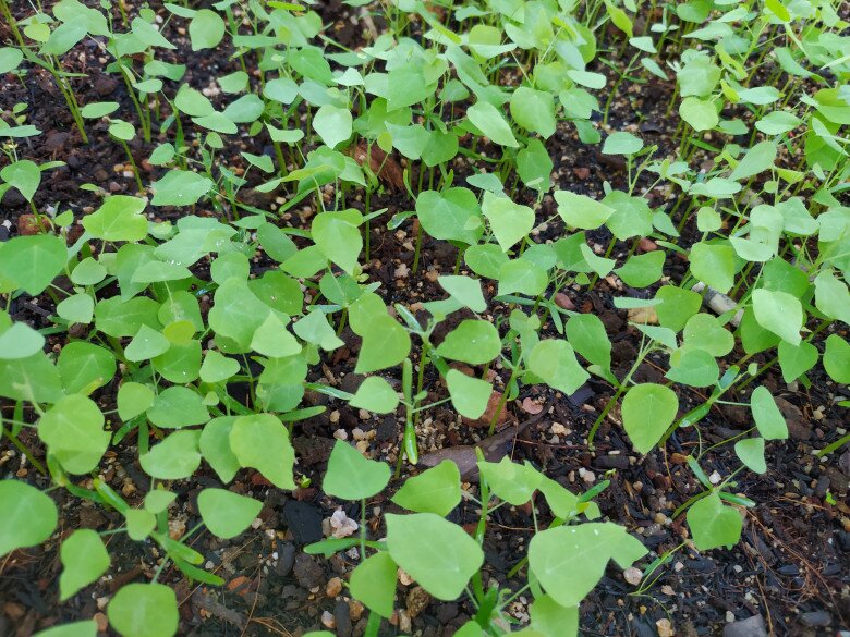 Nghề lạ ở Việt Nam: Cây dại leo bờ rào dân đem về trồng 5 tháng là thu hoạch, hái lá đếm tiền quanh năm, thành đặc sản lạ - 2