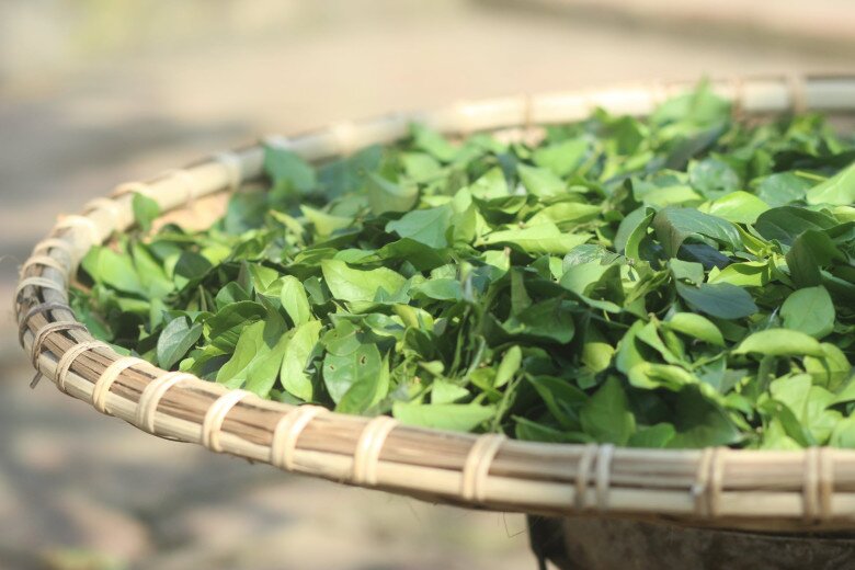 Nghề lạ ở Việt Nam: Cây dại mọc bờ rào dân mang về trồng một lần thu hoạch nhiều năm, hái lá bán đều tay, thành đặc sản lạ - 4