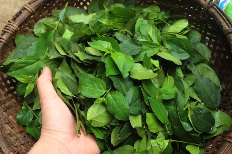 Nghề lạ ở Việt Nam: Cây dại mọc bờ rào dân mang về trồng một lần thu hoạch nhiều năm, hái lá bán đều tay, thành đặc sản lạ - 5