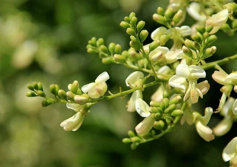 Nghề lạ ở Việt Nam: Cây dại mọc bờ rào dân trồng một lần thu hoạch nhiều năm, hái hoa bán quanh năm, thành đặc sản nổi tiếng - 3