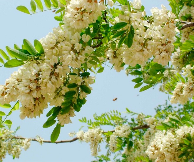 Nghề lạ ở Việt Nam: Cây dại mọc bờ rào dân trồng một lần thu hoạch nhiều năm, hái hoa bán quanh năm, thành đặc sản nổi tiếng - 1