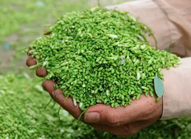 Nghề lạ ở Việt Nam: Cây dại mọc bờ rào dân trồng một lần thu hoạch nhiều năm, hái hoa bán quanh năm, thành đặc sản nổi tiếng - 4