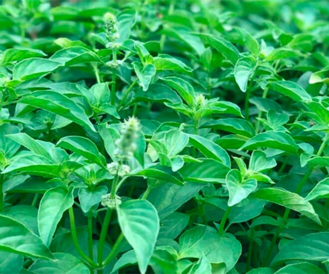 Nghề lạ ở Việt Nam: Cây dại mọc bờ rào mang về trồng 2 tháng là thu hoạch, thành đặc sản nổi tiếng, dân hái bán amp;#34;hốt bạcamp;#34; - 1