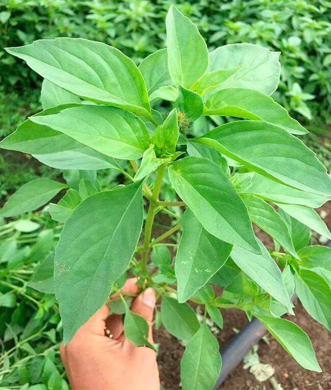 Nghề lạ ở Việt Nam: Cây dại mọc bờ rào mang về trồng 2 tháng là thu hoạch, thành đặc sản nổi tiếng, dân hái bán amp;#34;hốt bạcamp;#34; - 3