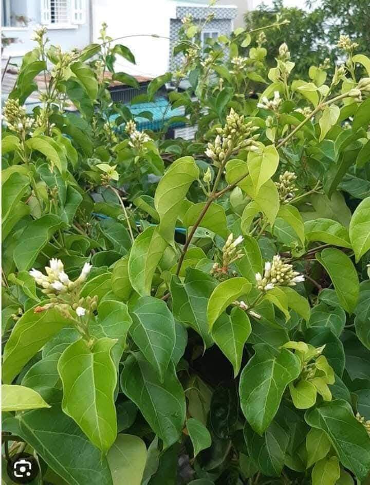 Nghề lạ ở Việt Nam: Cây dại ở bờ rào mang về trồng 3 tháng là thu hoạch, dân hái lá bán quanh năm, thành đặc sản - 4