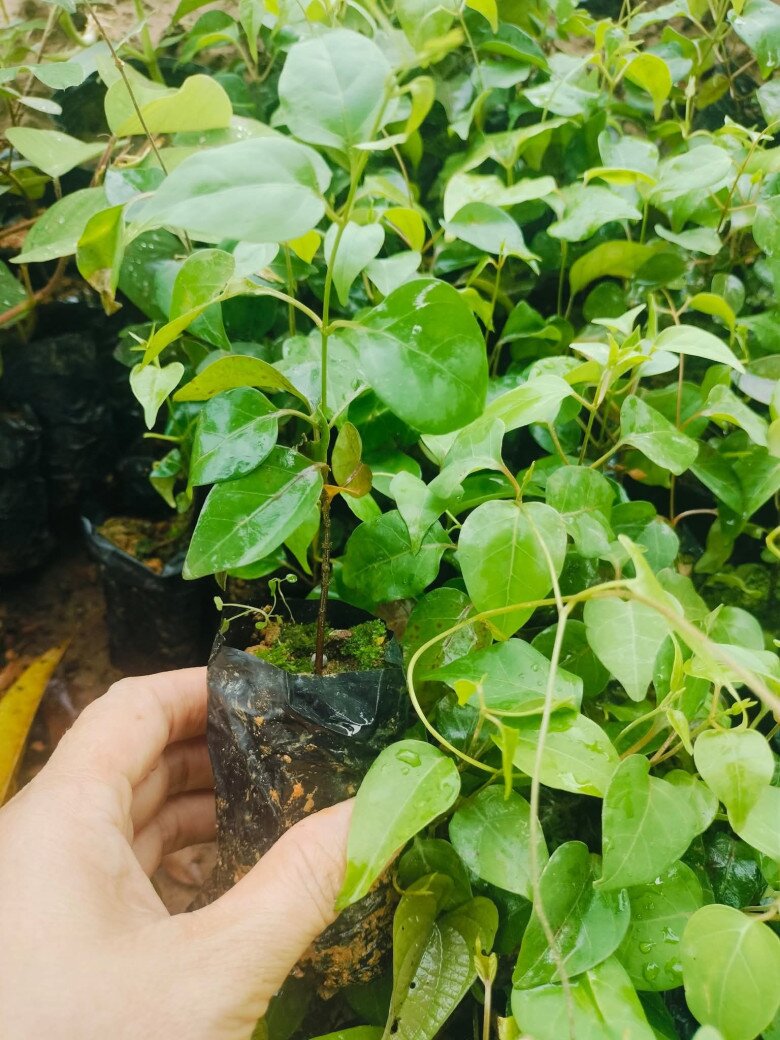 Nghề lạ ở Việt Nam: Cây dại ở bờ rào mang về trồng 3 tháng là thu hoạch, dân hái lá bán quanh năm, thành đặc sản - 5