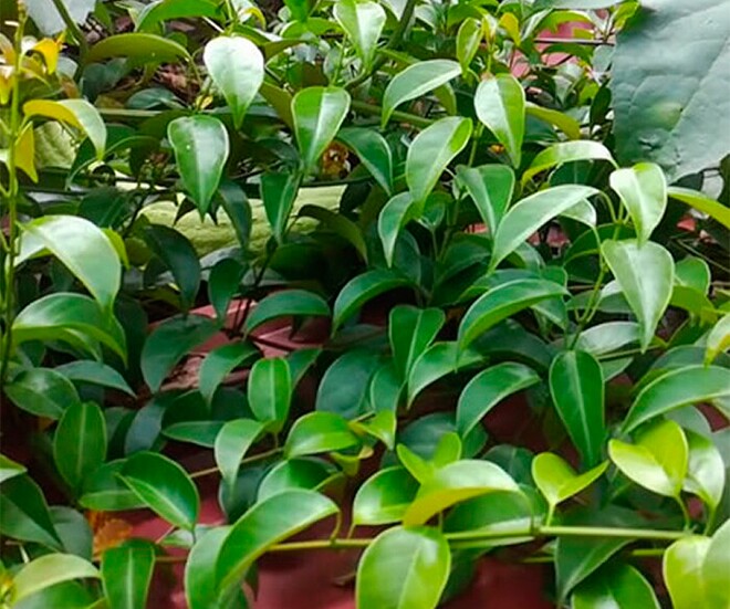 Nghề lạ ở Việt Nam: Cây dại ở bờ rào mang về trồng 3 tháng là thu hoạch, dân hái lá bán quanh năm, thành đặc sản - 1