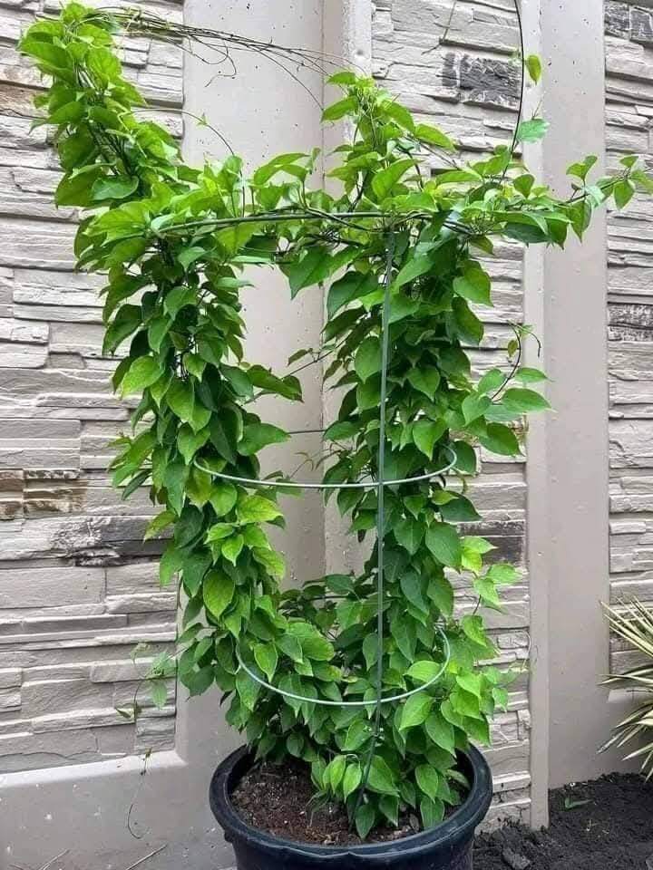 Nghề lạ ở Việt Nam: Cây dại ở bờ rào mang về trồng 3 tháng là thu hoạch, dân hái lá bán quanh năm, thành đặc sản - 6