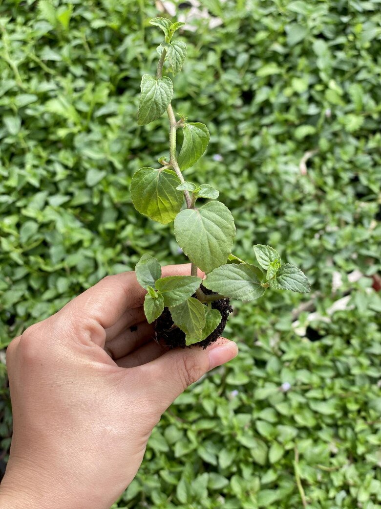 Nghề lạ ở Việt Nam: Cây dại mọc bờ rào mang về trồng 3 tháng là thu hoạch, hái bán quanh năm, thành đặc sản nổi tiếng - 4