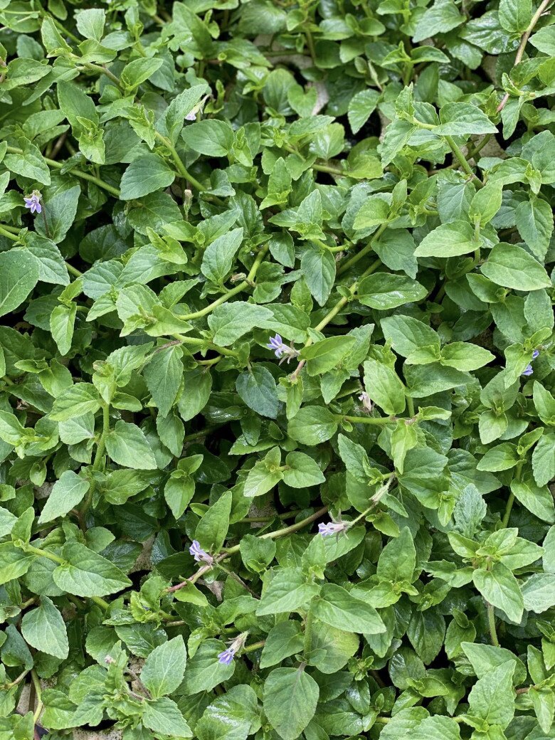 Nghề lạ ở Việt Nam: Cây dại mọc bờ rào mang về trồng 3 tháng là thu hoạch, hái bán quanh năm, thành đặc sản nổi tiếng - 5