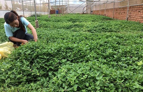 Nghề lạ ở Việt Nam: Cây dại mọc bờ rào mang về trồng 3 tháng là thu hoạch, hái bán quanh năm, thành đặc sản nổi tiếng - 2