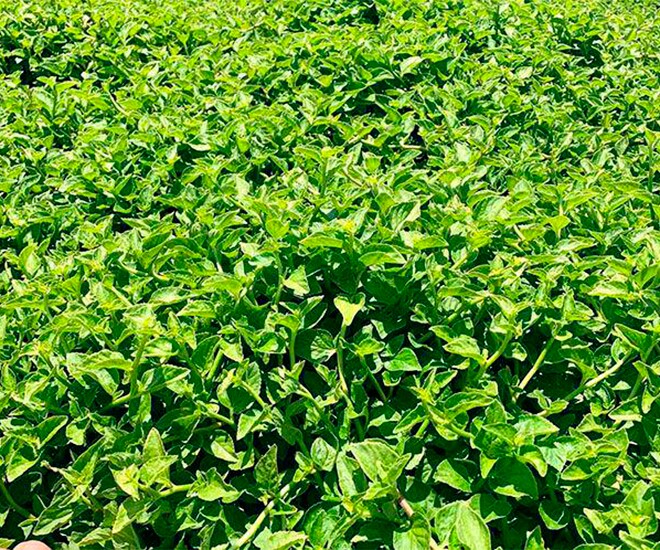 Nghề lạ ở Việt Nam: Cây dại mọc bờ rào mang về trồng 3 tháng là thu hoạch, hái bán quanh năm, thành đặc sản nổi tiếng - 1