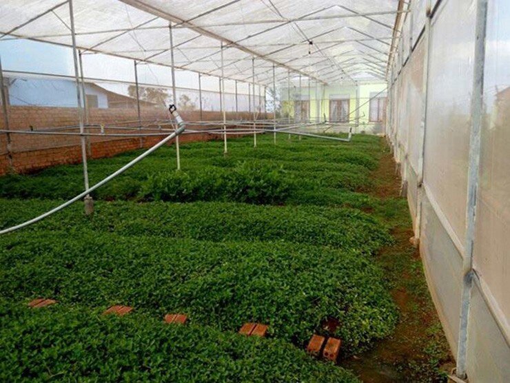 Nghề lạ ở Việt Nam: Cây dại mọc bờ rào mang về trồng 3 tháng là thu hoạch, hái bán quanh năm, thành đặc sản nổi tiếng - 3