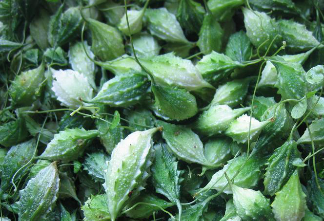 Nghề lạ ở Việt Nam: Cây dại ở bờ rào mang về trồng chỉ 45 ngày thu hoạch, hái bán cả quả lẫn lá, thành đặc sản lạ - 2