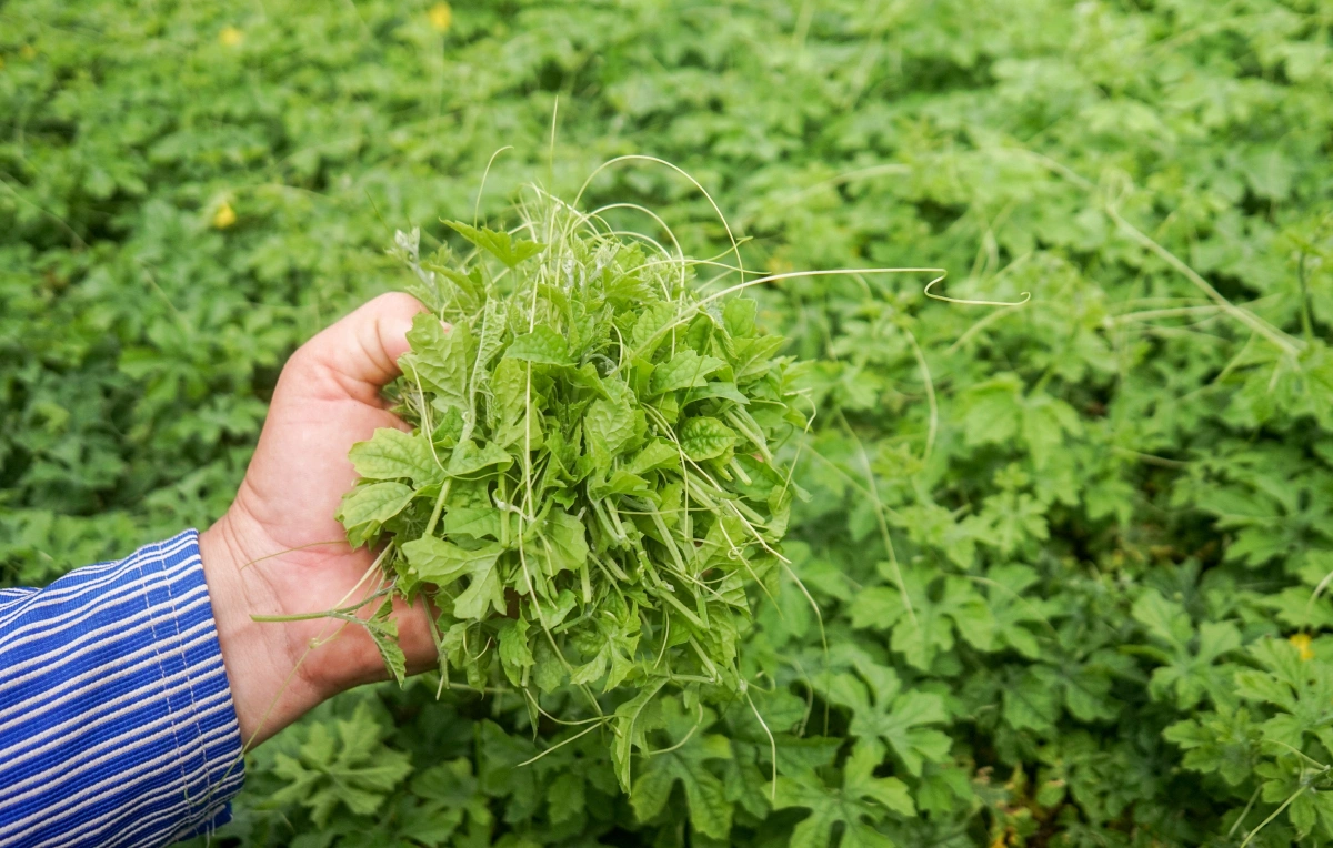 Nghề lạ ở Việt Nam: Cây dại ở bờ rào mang về trồng chỉ 45 ngày thu hoạch, hái bán cả quả lẫn lá, thành đặc sản lạ - 3