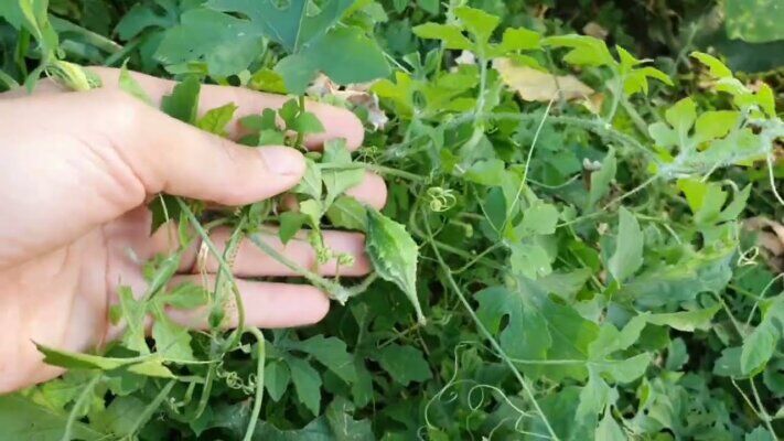 Nghề lạ ở Việt Nam: Cây dại ở bờ rào mang về trồng chỉ 45 ngày thu hoạch, hái bán cả quả lẫn lá, thành đặc sản lạ - 4