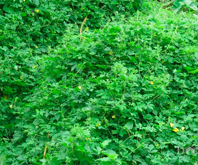 Nghề lạ ở Việt Nam: Cây dại ở bờ rào mang về trồng chỉ 45 ngày thu hoạch, hái bán cả quả lẫn lá, thành đặc sản lạ - 1