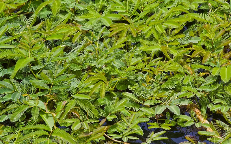 Nghề lạ ở Việt Nam: Cây rau dại mọc ở bờ mương dân trồng bán quanh năm, chỉ 1 tháng là thu hoạch, thành đặc sản lạ - 3