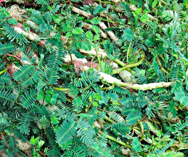 Nghề lạ ở Việt Nam: Cây rau dại mọc ở bờ mương dân trồng bán quanh năm, chỉ 1 tháng là thu hoạch, thành đặc sản lạ - 1