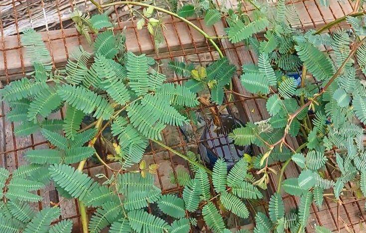 Nghề lạ ở Việt Nam: Cây rau dại mọc ở bờ mương dân trồng bán quanh năm, chỉ 1 tháng là thu hoạch, thành đặc sản lạ - 4