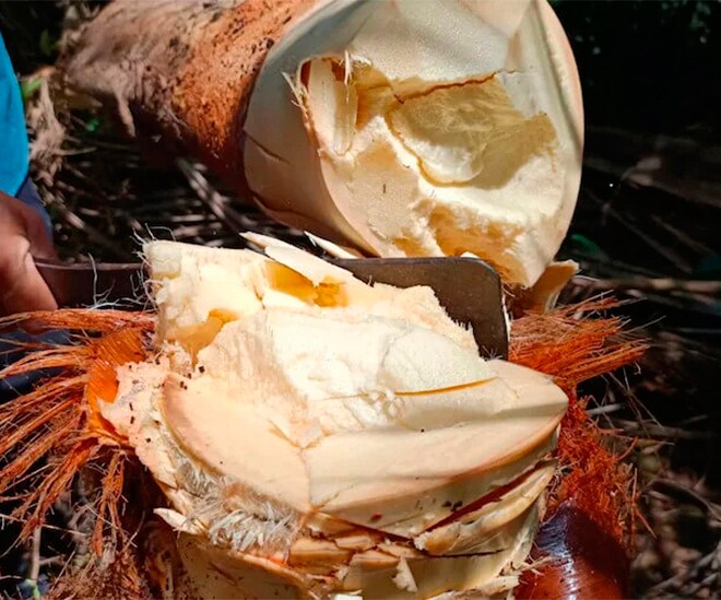 Thứ ai cũng vứt đi nay thành đặc sản lạ được dân thành phố ưa chuộng, giá 75.000 đồng/kg, tốt cho sức khỏe - 1