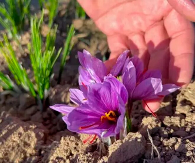 Thứ đặc sản đắt đỏ bậc nhất thế giới giá tới 450 triệu đồng/kg, Việt Nam trồng thành công, tốt cho sức khỏe - 1