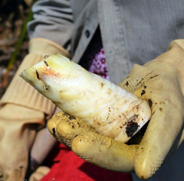 Thứ tưởng bỏ đi nay thành món ăn đặc sản nổi tiếng, được dân thành phố ưa chuộng vì hương vị lạ, 75.000 đồng/kg - 3