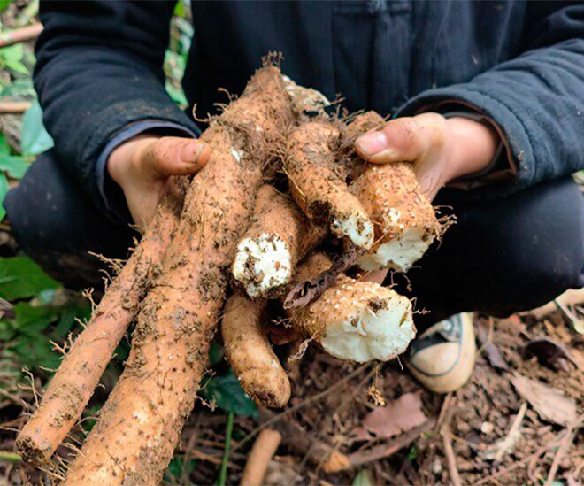 Thứ xưa dành cho người nghèo, nay thành đặc sản có hương vị lạ ưa chuộng giá 100.000 đồng/kg, tốt cho sức khoẻ - 1
