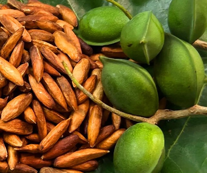 Thứ xưa dành cho người nghèo, nay thành đặc sản ở thành phố có hương vị lạ giá 500.000 đồng/kg, tốt cho sức khoẻ - 1