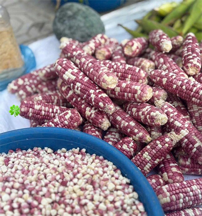Món xưa amp;#34;nhà nghèoamp;#34; ăn đến chán ngán, nay làm đủ món ngon thành đặc sản được ưa chuộng, 60.000 đồng/kg - 2