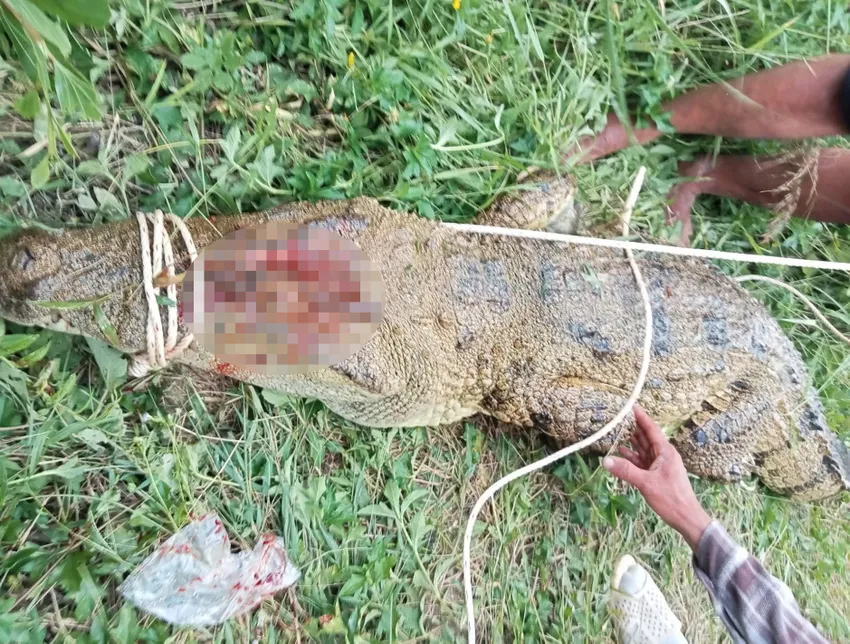 Con cá sấu bị bắt ở xã Diên Lâm. Ảnh: AB